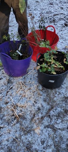tree saplings