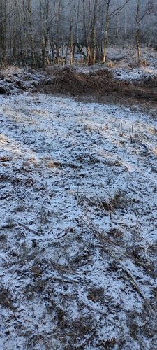 planting site